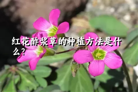 红花酢浆草的种植方法是什么？