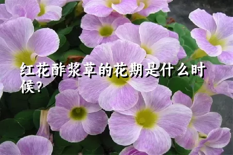 红花酢浆草的花期是什么时候？