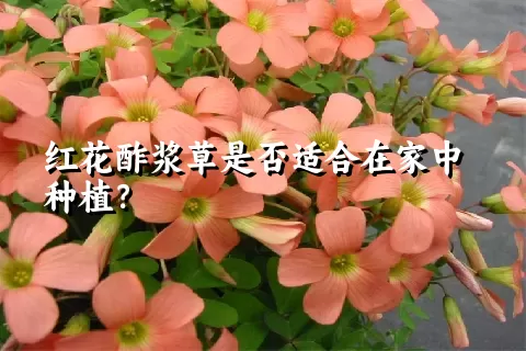 红花酢浆草是否适合在家中种植？