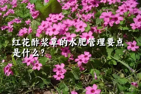 红花酢浆草的水肥管理要点是什么？