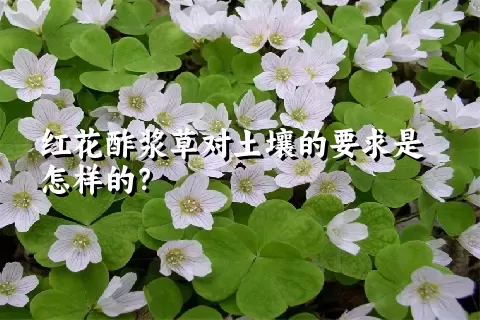 红花酢浆草对土壤的要求是怎样的？