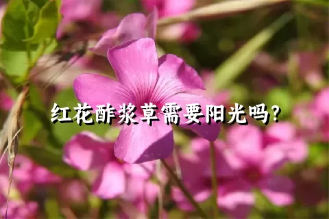 红花酢浆草需要阳光吗？