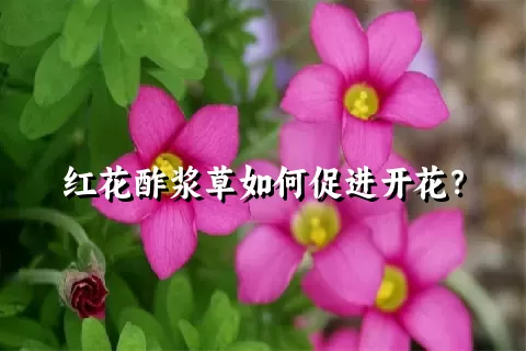 红花酢浆草如何促进开花？