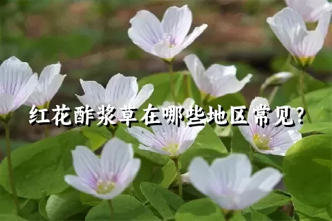 红花酢浆草在哪些地区常见？