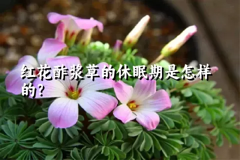 红花酢浆草的休眠期是怎样的？