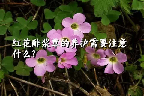 红花酢浆草的养护需要注意什么？