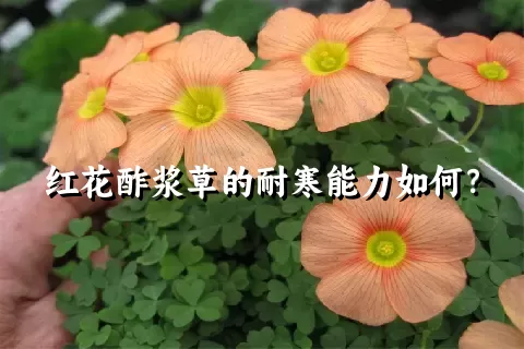 红花酢浆草的耐寒能力如何？