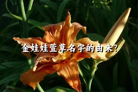 金娃娃萱草名字的由来？