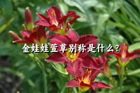 金娃娃萱草别称是什么？