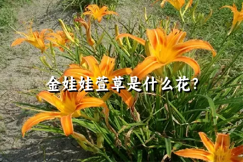 金娃娃萱草是什么花？