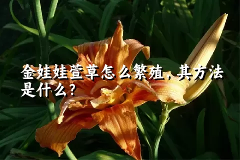 金娃娃萱草怎么繁殖，其方法是什么？