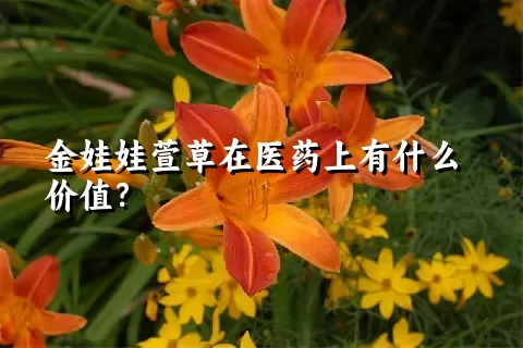 金娃娃萱草在医药上有什么价值？