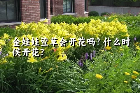 金娃娃萱草会开花吗？什么时候开花？