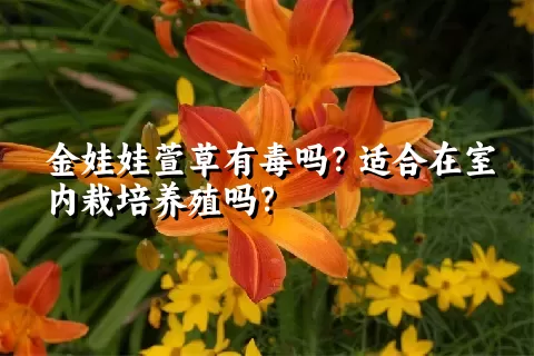 金娃娃萱草有毒吗？适合在室内栽培养殖吗？