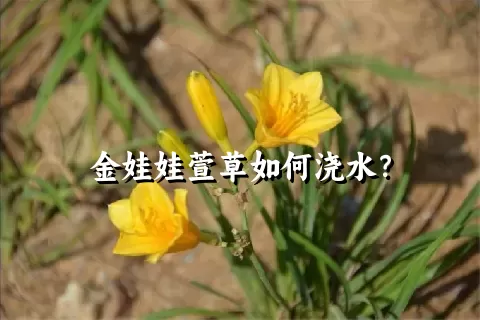 金娃娃萱草如何浇水？