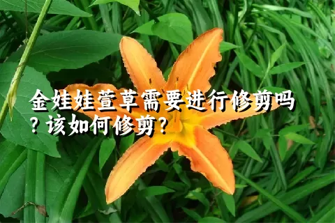 金娃娃萱草需要进行修剪吗？该如何修剪？