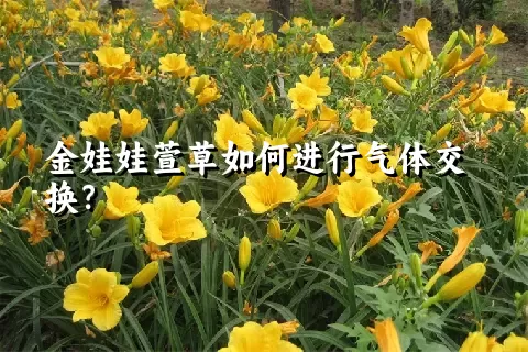 金娃娃萱草如何进行气体交换？