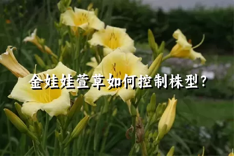 金娃娃萱草如何控制株型？