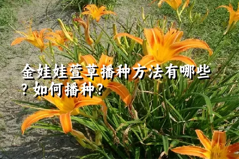 金娃娃萱草播种方法有哪些？如何播种？