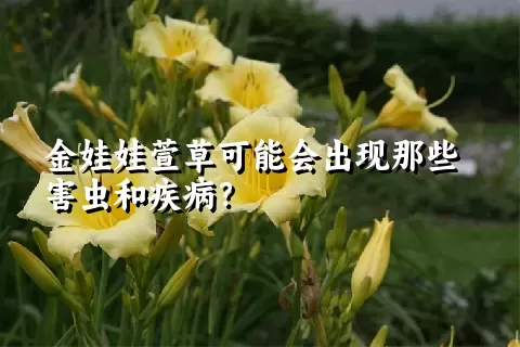 金娃娃萱草可能会出现那些害虫和疾病？