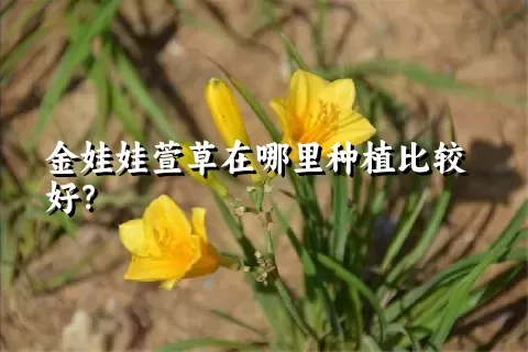 金娃娃萱草在哪里种植比较好？