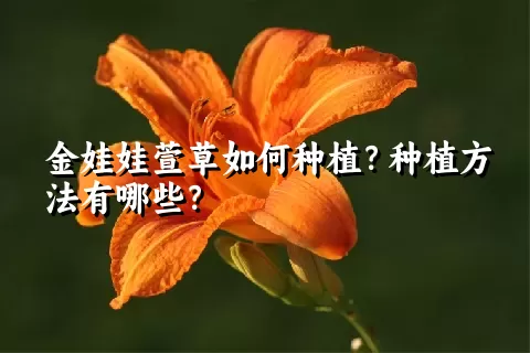 金娃娃萱草如何种植？种植方法有哪些？