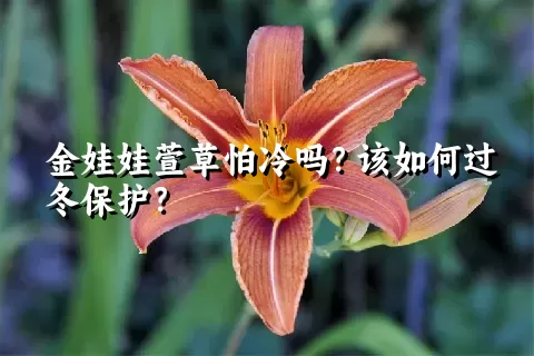 金娃娃萱草怕冷吗？该如何过冬保护？