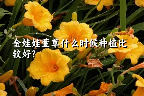 金娃娃萱草什么时候种植比较好？