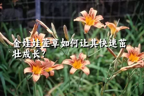 金娃娃萱草如何让其快速茁壮成长？