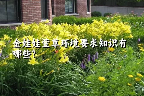 金娃娃萱草环境要求知识有哪些？