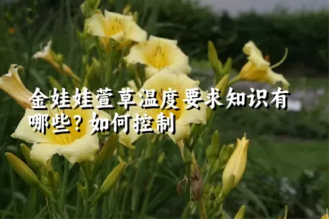 金娃娃萱草温度要求知识有哪些？如何控制