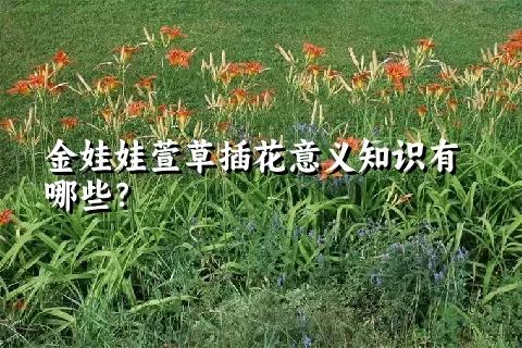 金娃娃萱草插花意义知识有哪些？