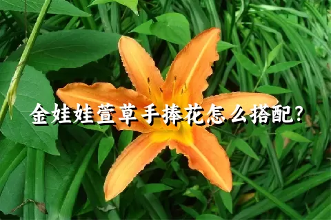 金娃娃萱草手捧花怎么搭配？