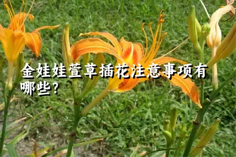 金娃娃萱草插花注意事项有哪些？