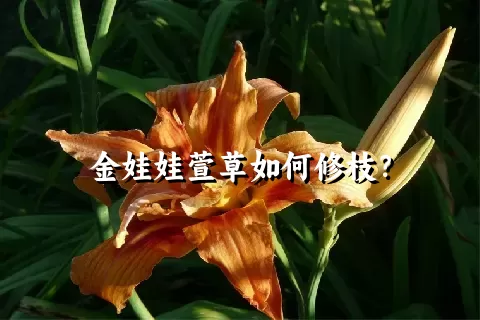 金娃娃萱草如何修枝？