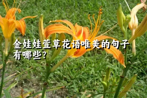 金娃娃萱草花语唯美的句子有哪些？