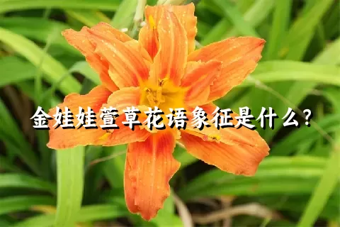 金娃娃萱草花语象征是什么？