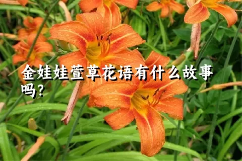 金娃娃萱草花语有什么故事吗？