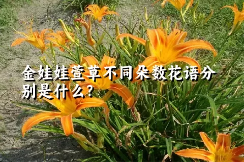 金娃娃萱草不同朵数花语分别是什么？