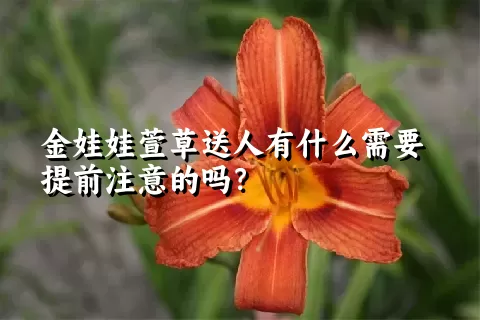 金娃娃萱草送人有什么需要提前注意的吗？