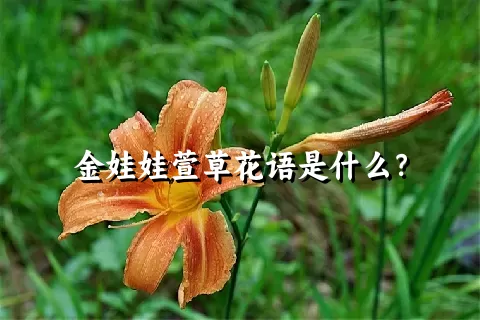 金娃娃萱草花语是什么？