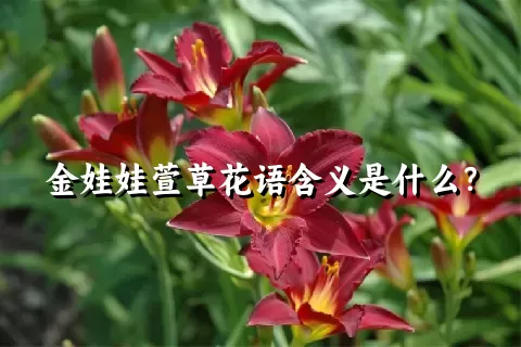 金娃娃萱草花语含义是什么？