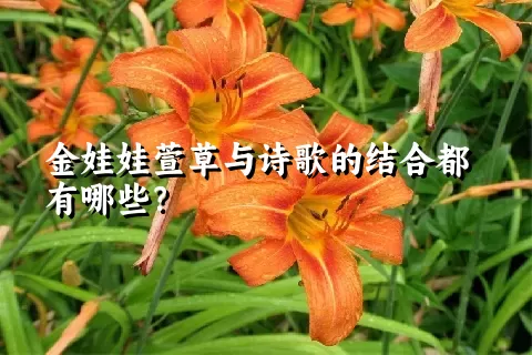 金娃娃萱草与诗歌的结合都有哪些？