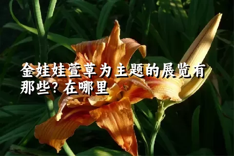 金娃娃萱草为主题的展览有那些？在哪里