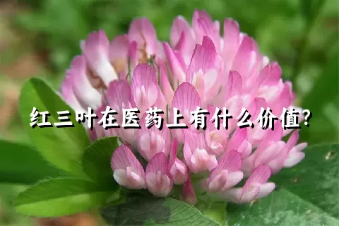 红三叶在医药上有什么价值？