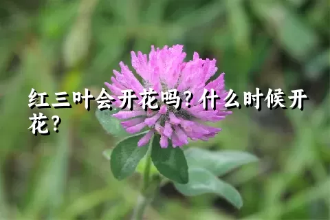 红三叶会开花吗？什么时候开花？