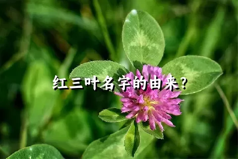 红三叶名字的由来？