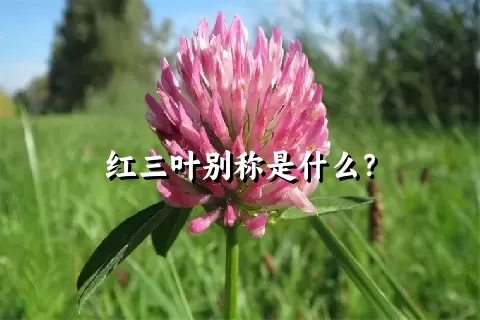 红三叶别称是什么？