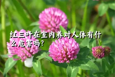 红三叶在室内养对人体有什么危害吗？