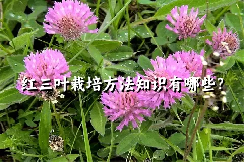 红三叶栽培方法知识有哪些？